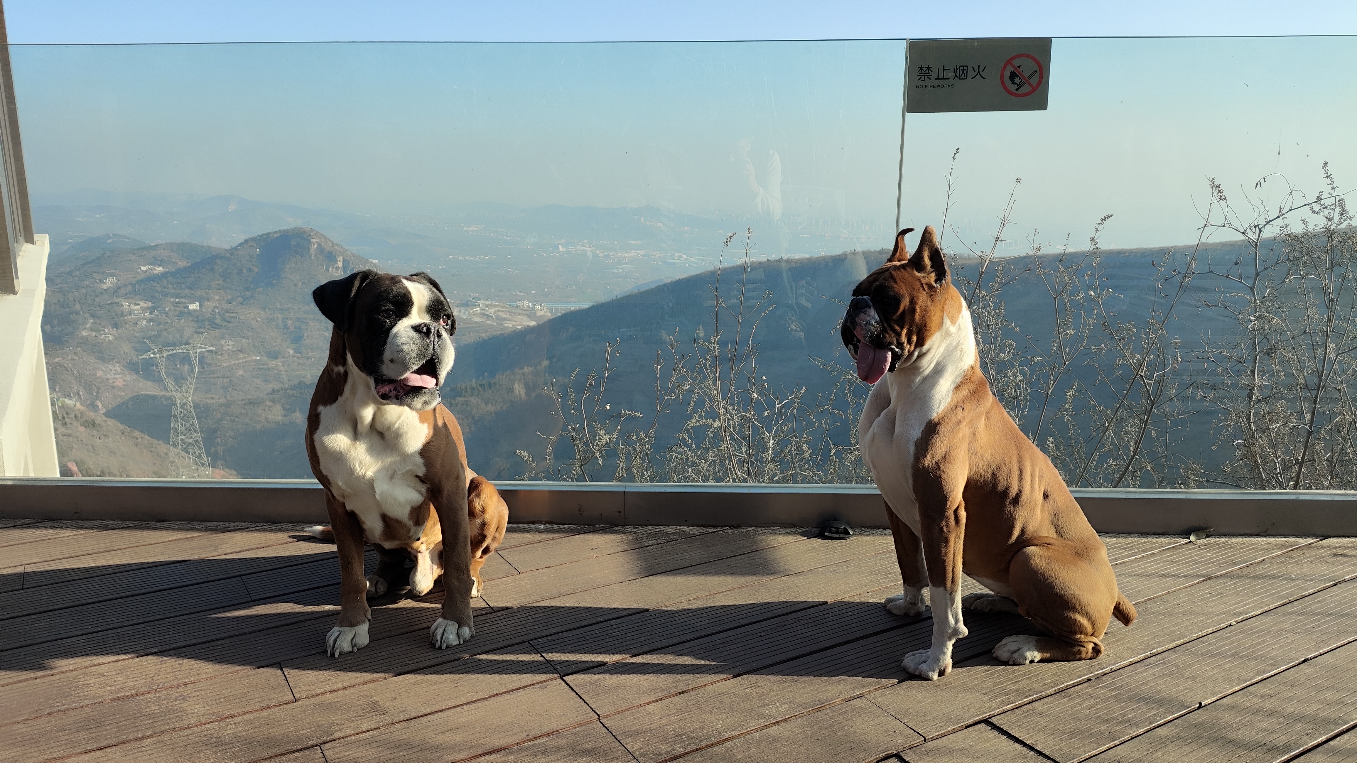 家养纯正拳师犬幼犬